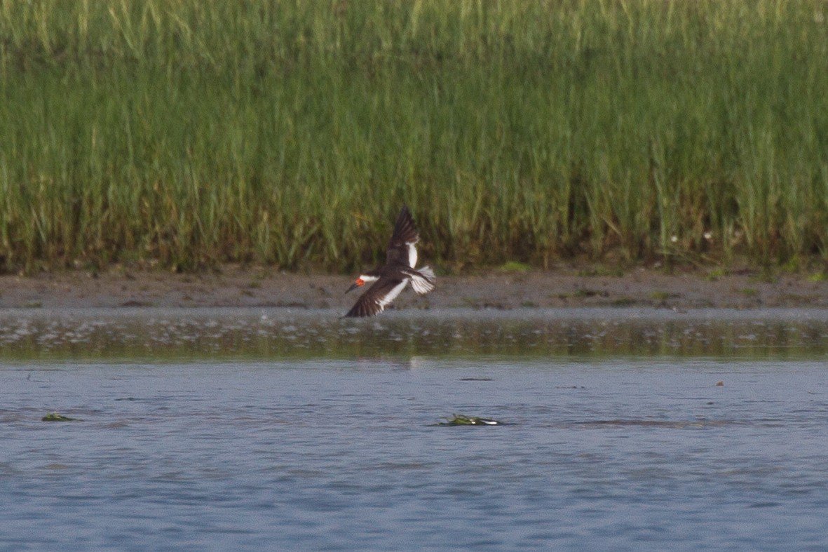 Black Skimmer - ML111235071