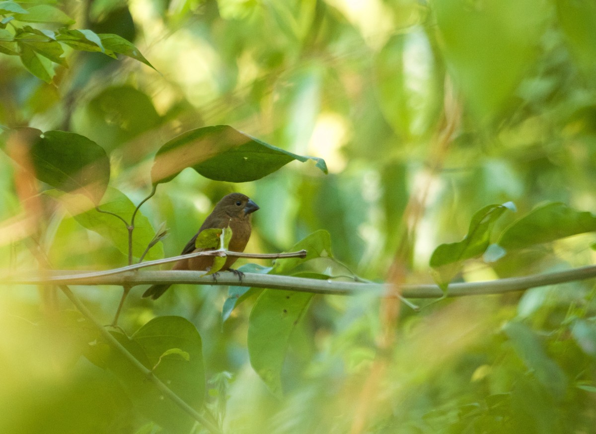 Chestnut-bellied Seed-Finch - ML111235291