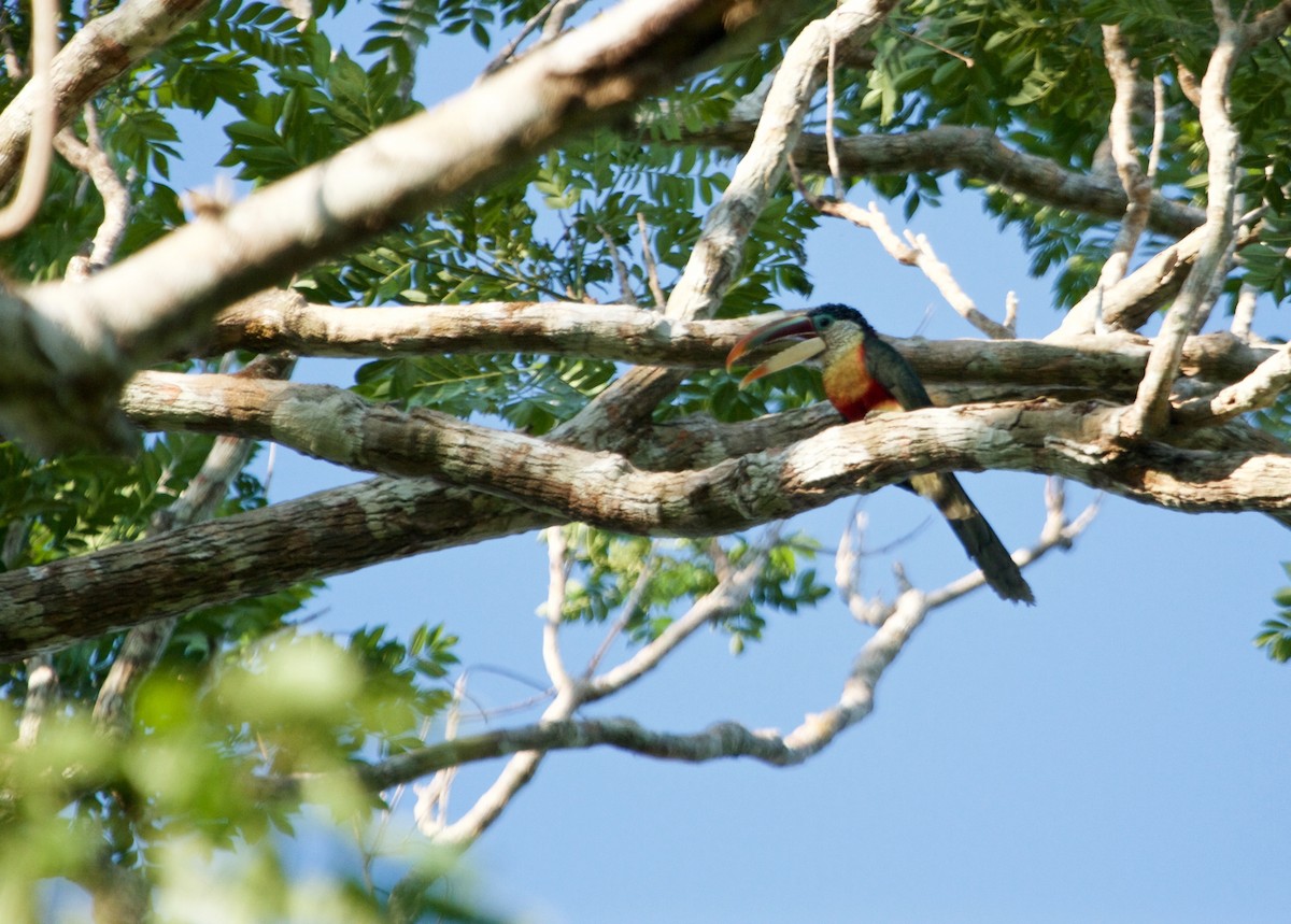 Curl-crested Aracari - ML111235861