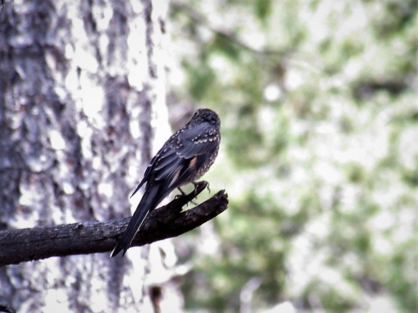 Townsend's Solitaire - ML111236071