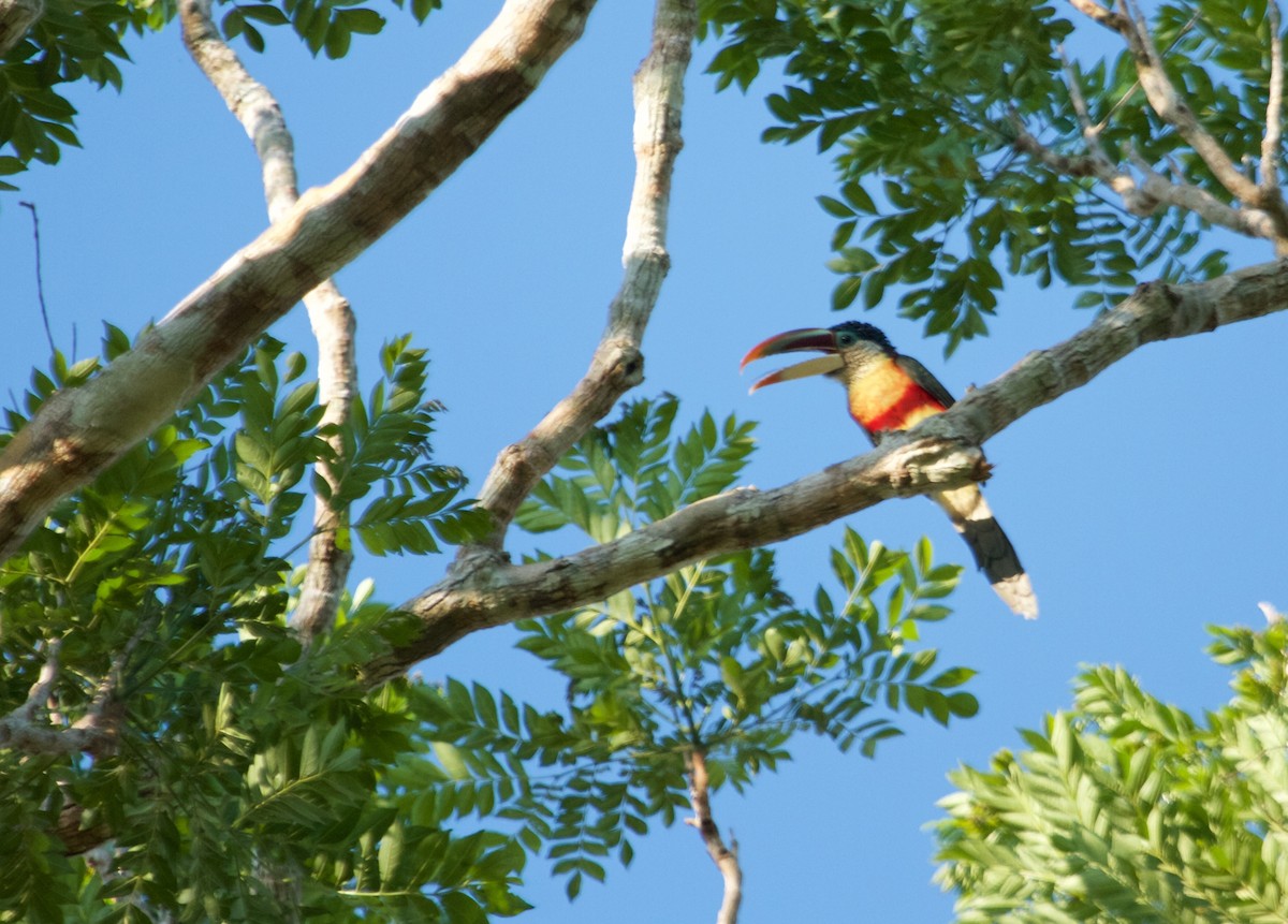 Curl-crested Aracari - ML111236091