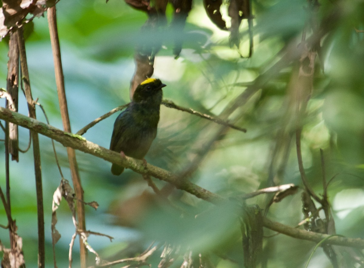 Blue-backed Manakin - Will Sweet