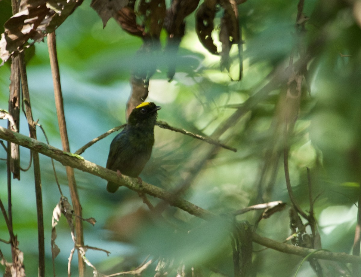 Blue-backed Manakin - ML111236681