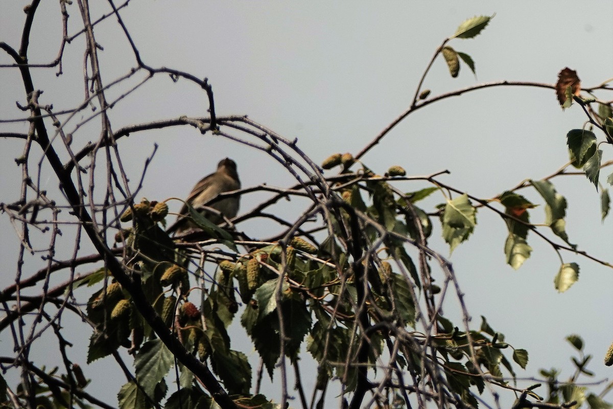 Willow Flycatcher - David Fraser