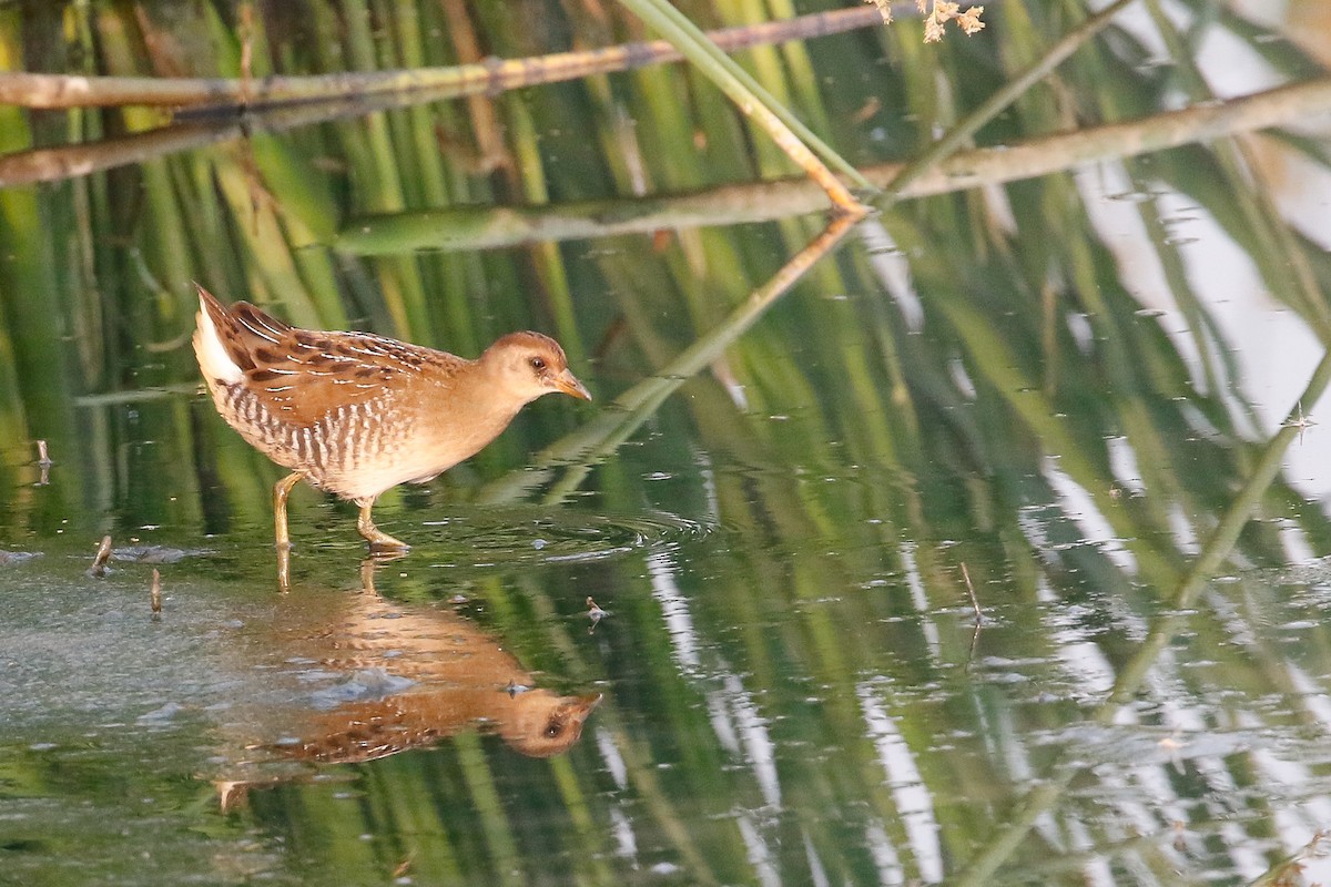 カオグロクイナ - ML111237481