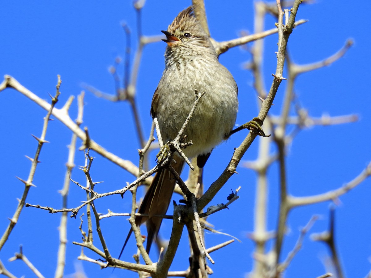 Tufted Tit-Spinetail - Carlos Crocce