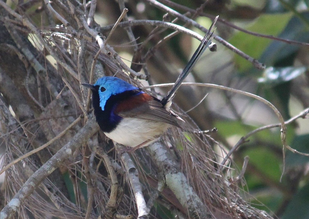 Variegated Fairywren - Gordon Buchanan