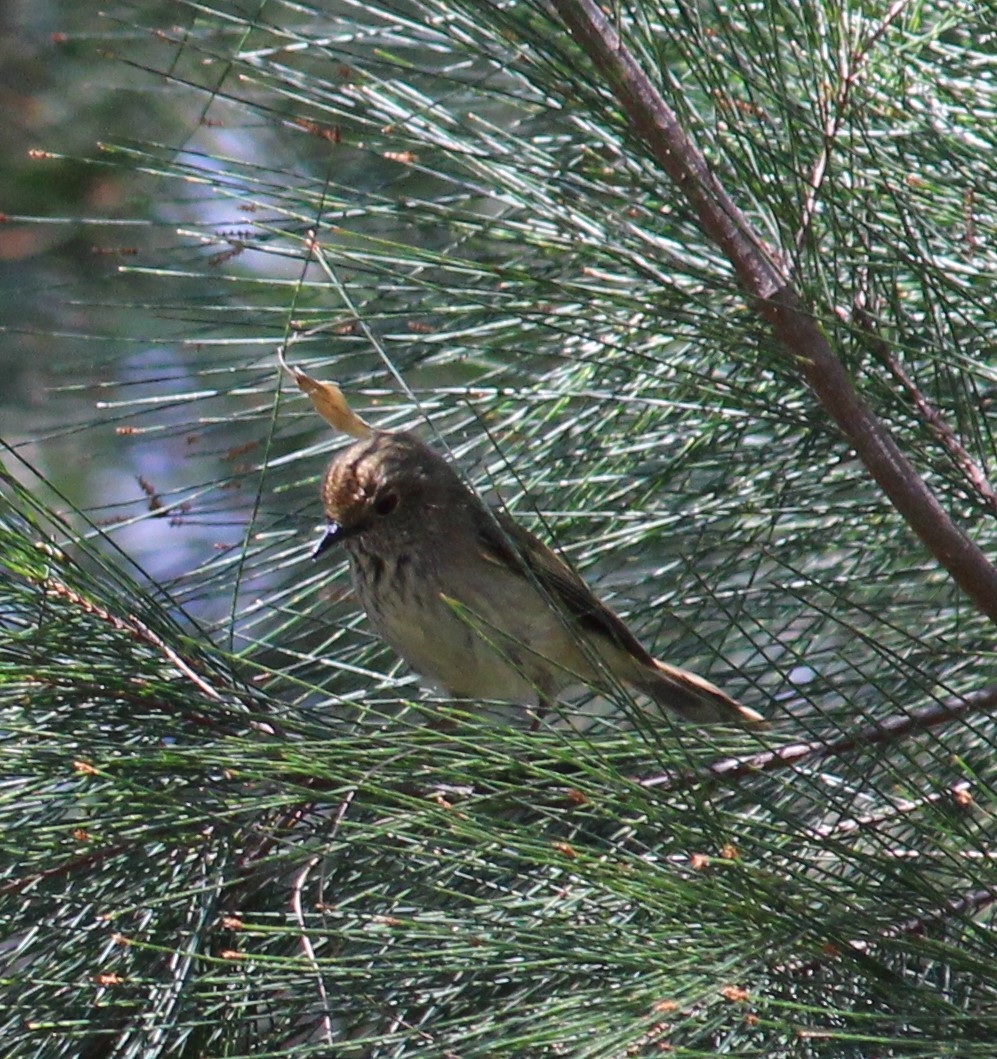 Brown Thornbill - Gordon Buchanan