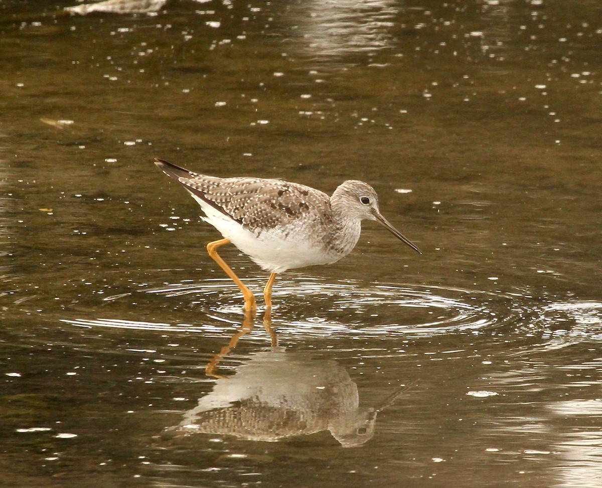 Greater Yellowlegs - ML111239311