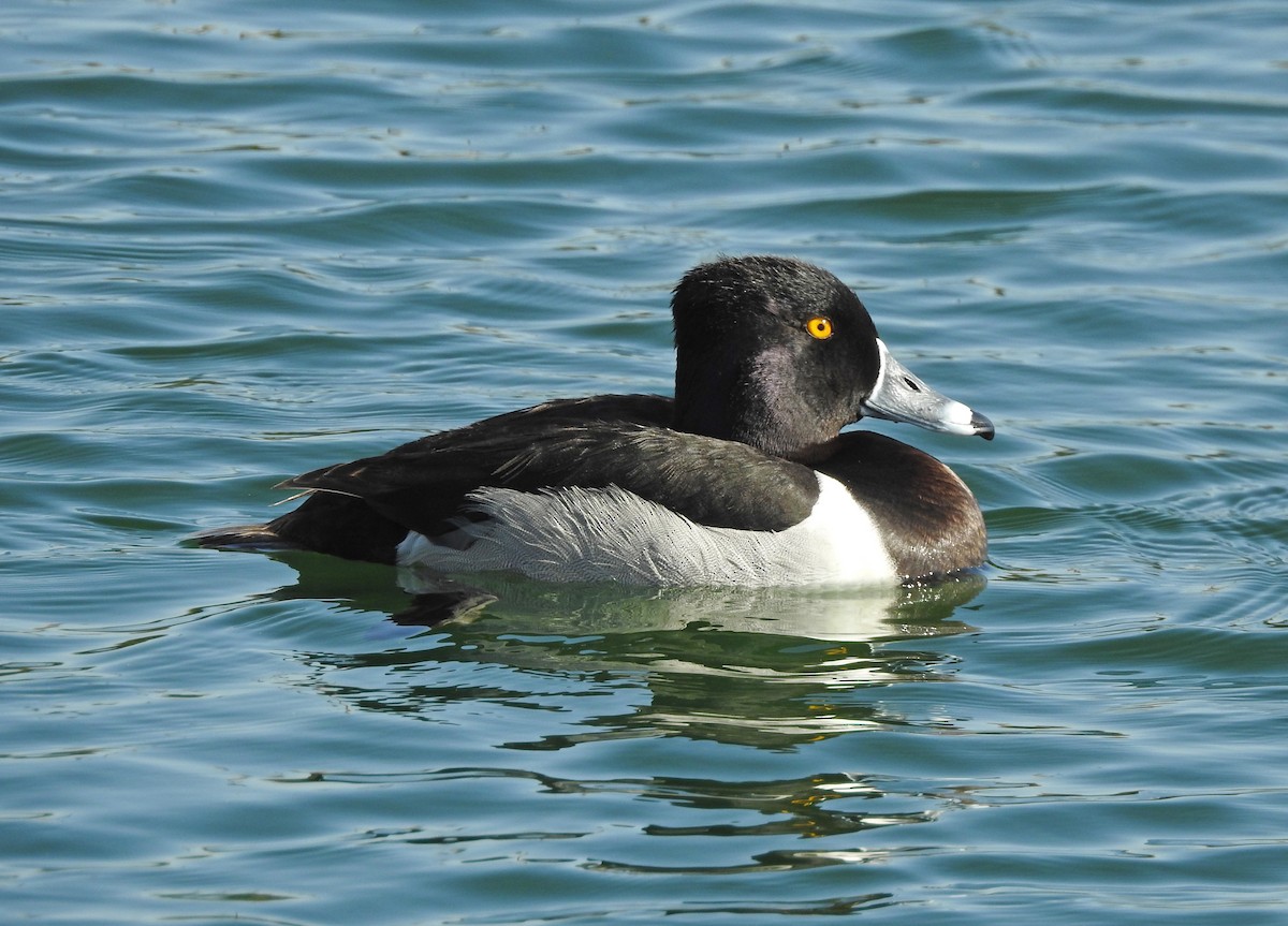 Ring-necked Duck - ML111241311