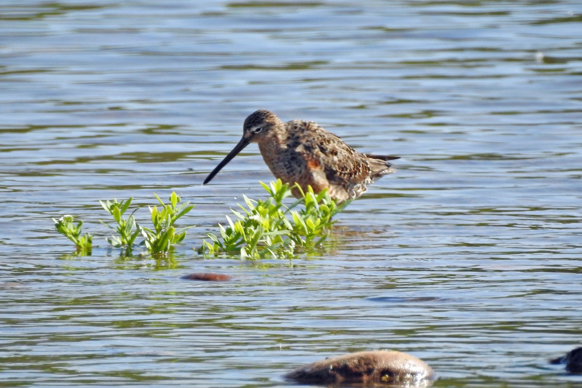 Long-billed Dowitcher - ML111241641