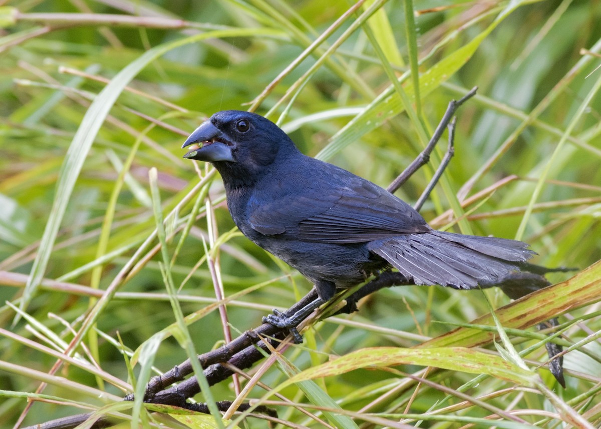 Blue-black Grosbeak - Guillermo Saborío Vega