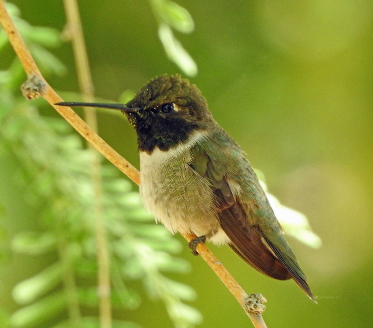 Anna's Hummingbird - ML111241831