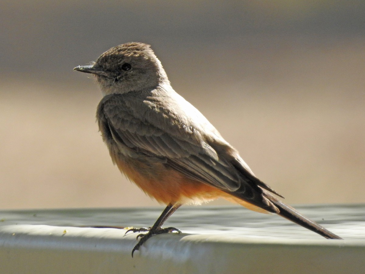 Say's Phoebe - ML111241931