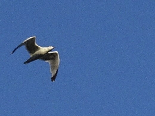 Ring-billed Gull - Jenn Megyesi