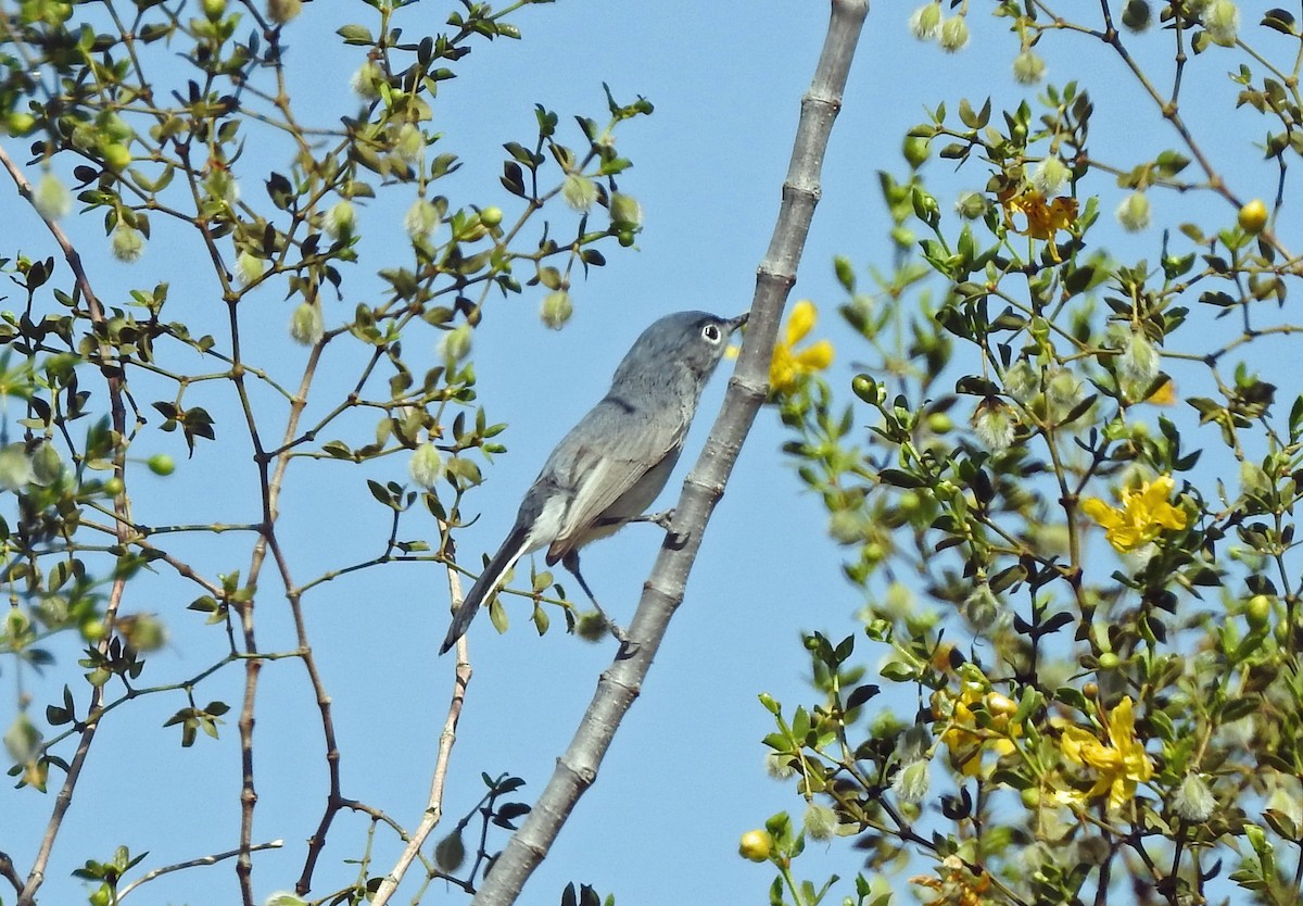 Blue-gray Gnatcatcher - Aimee LaBarr