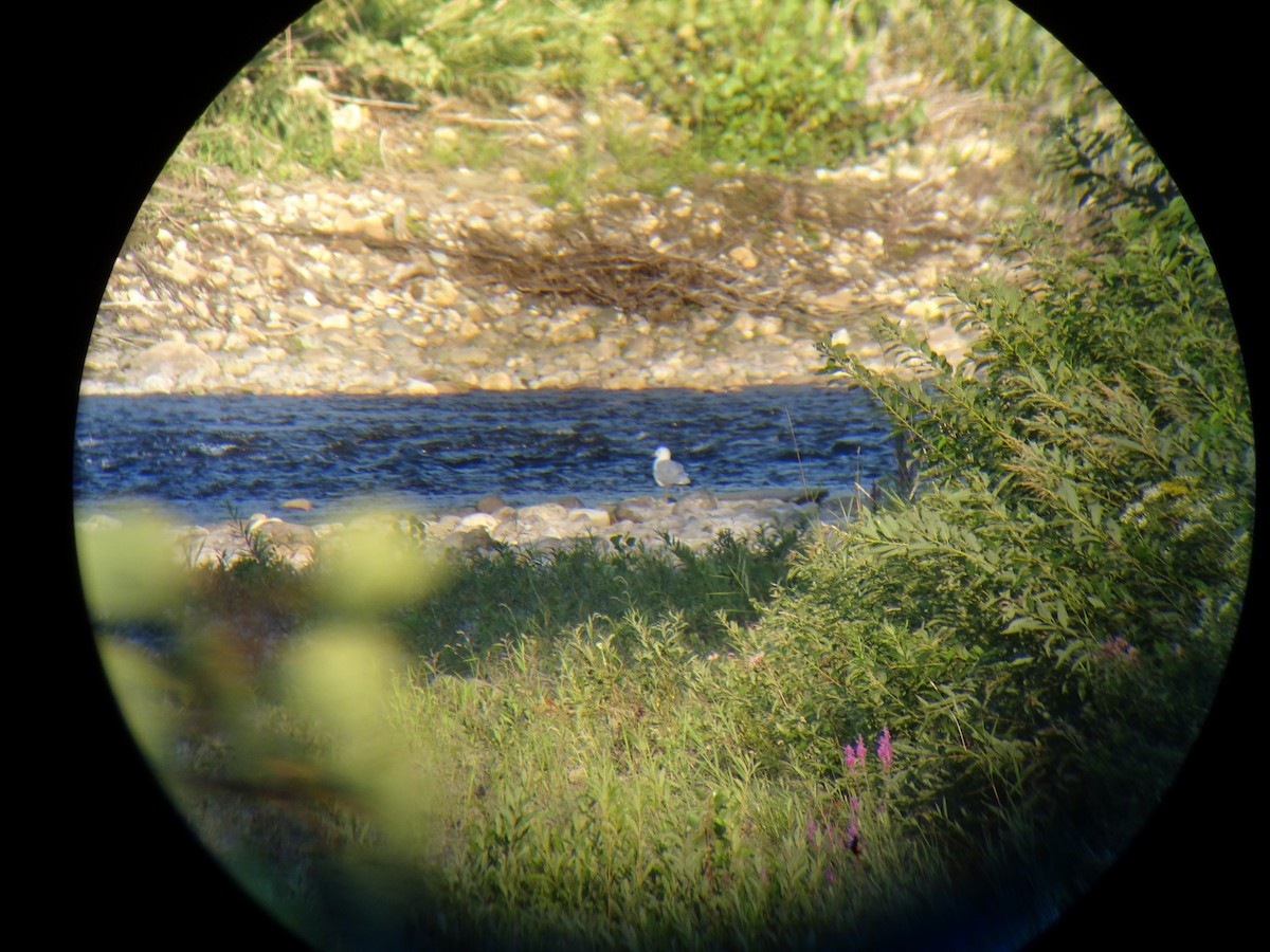 Ring-billed Gull - Jenn Megyesi