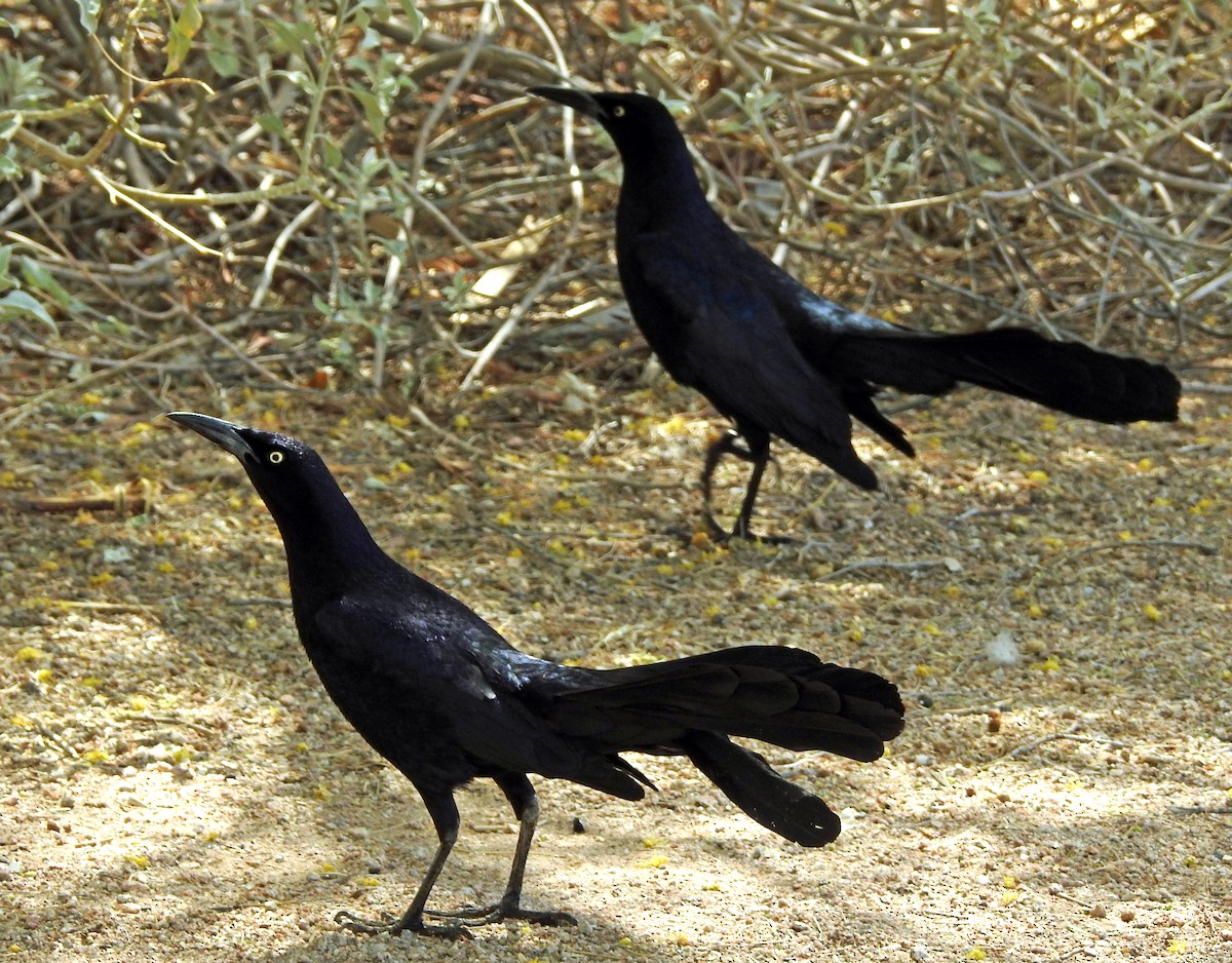 Great-tailed Grackle - ML111242371