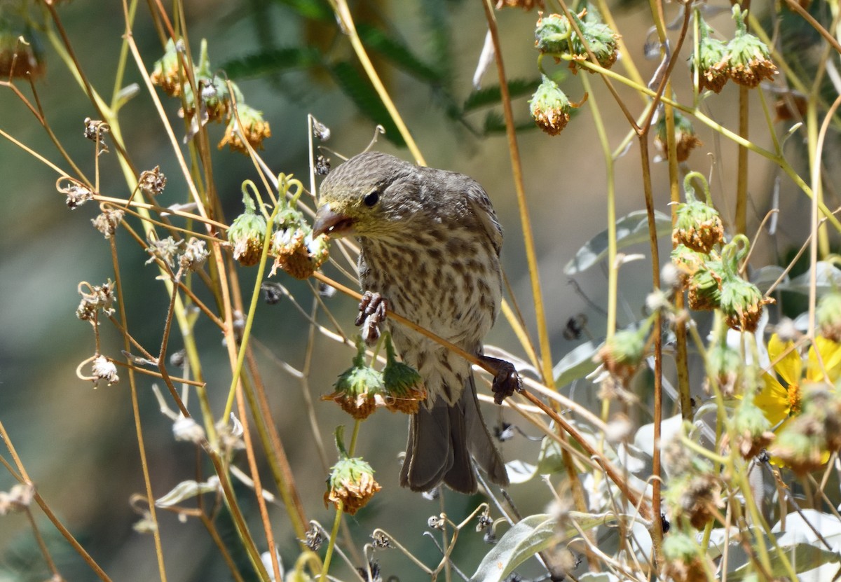 House Finch - ML111242641