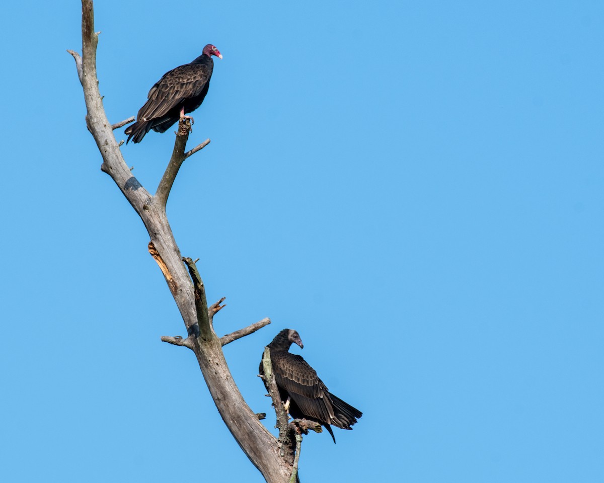 Turkey Vulture - ML111243471
