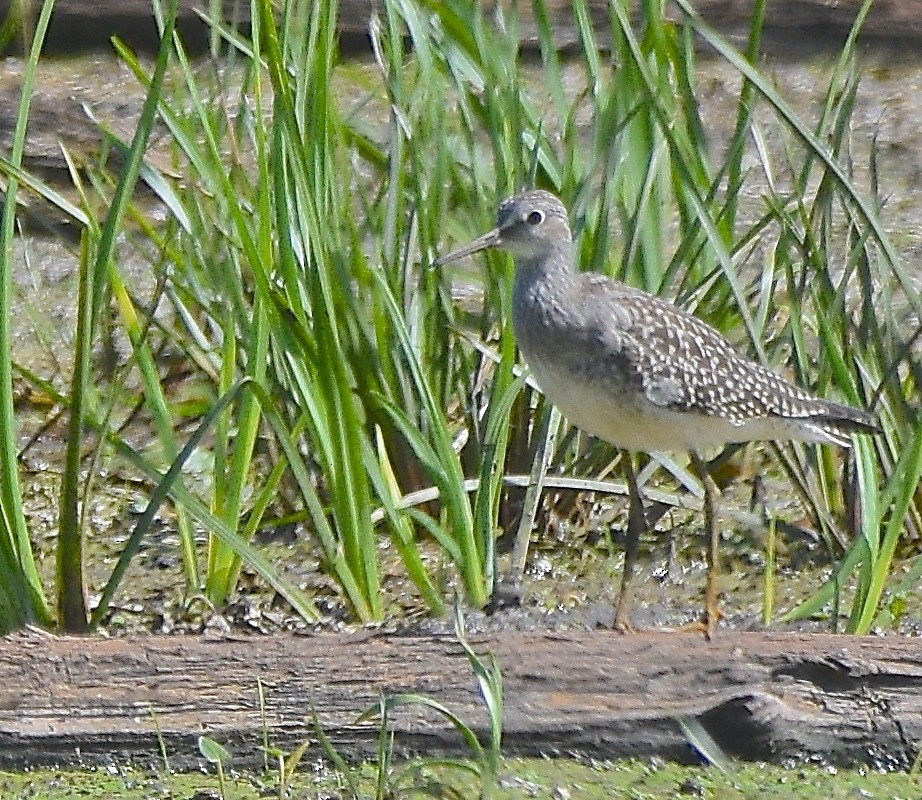 Lesser Yellowlegs - ML111247391