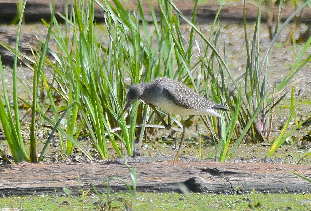 gulbeinsnipe - ML111247401