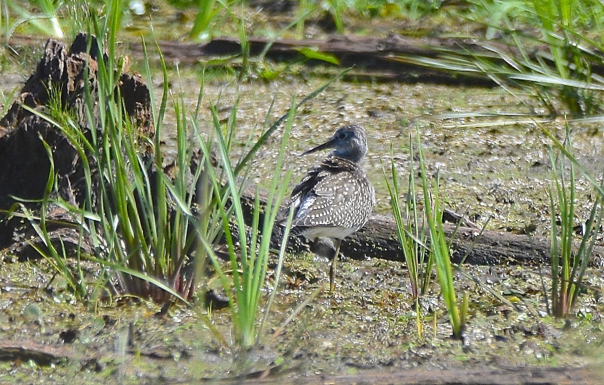 Lesser Yellowlegs - Benoit Goyette