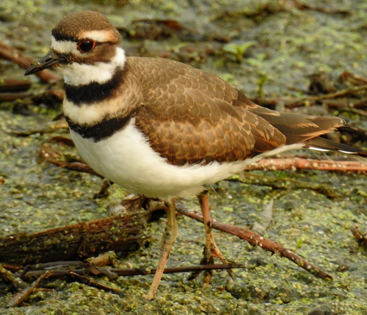 Killdeer - Richard Klauke