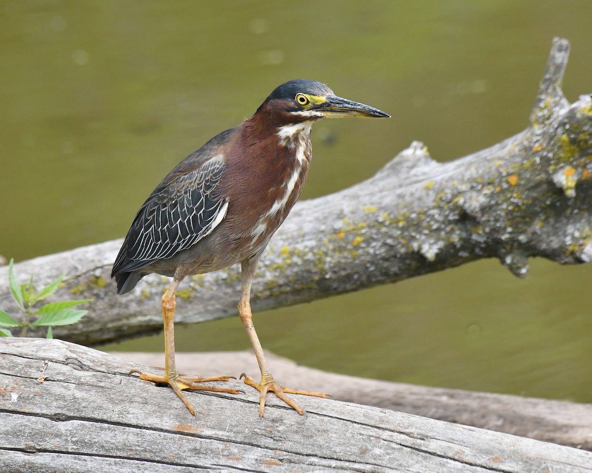 Green Heron - ML111249291