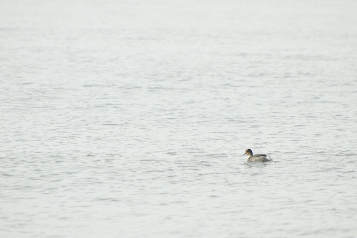 Silvery Grebe - Juan Gaete