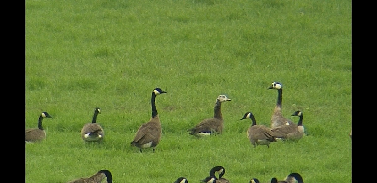 Canada Goose - ML111251741