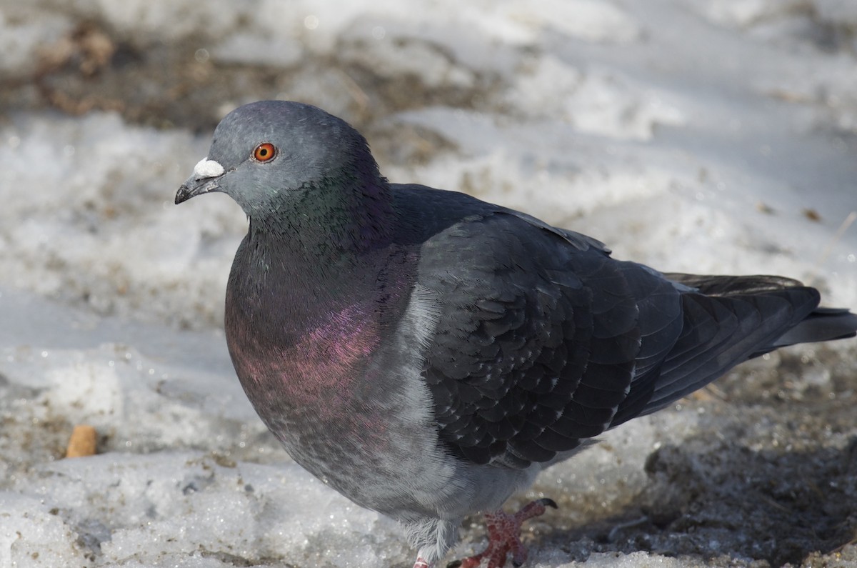 Rock Pigeon (Feral Pigeon) - Levi Burford