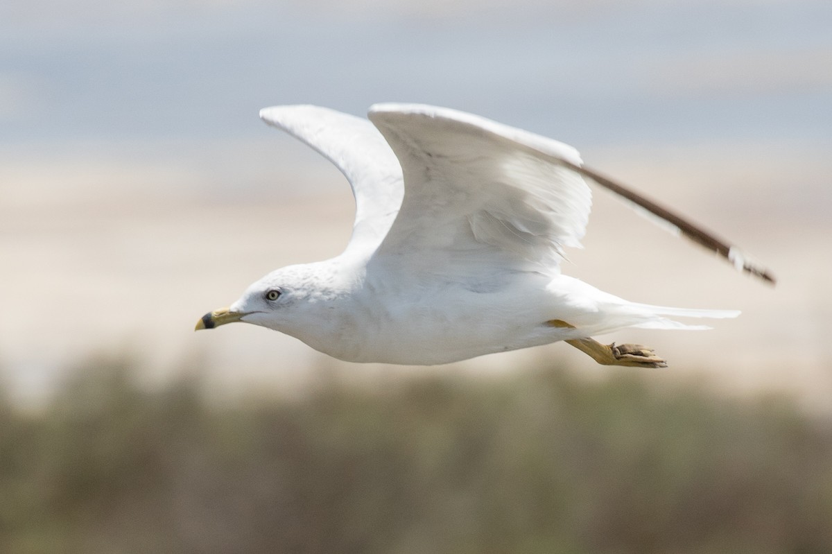 Ring-billed Gull - Garrett Lau