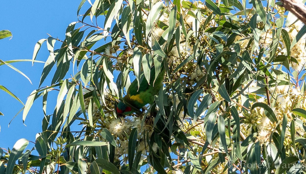 Musk Lorikeet - ML111253211