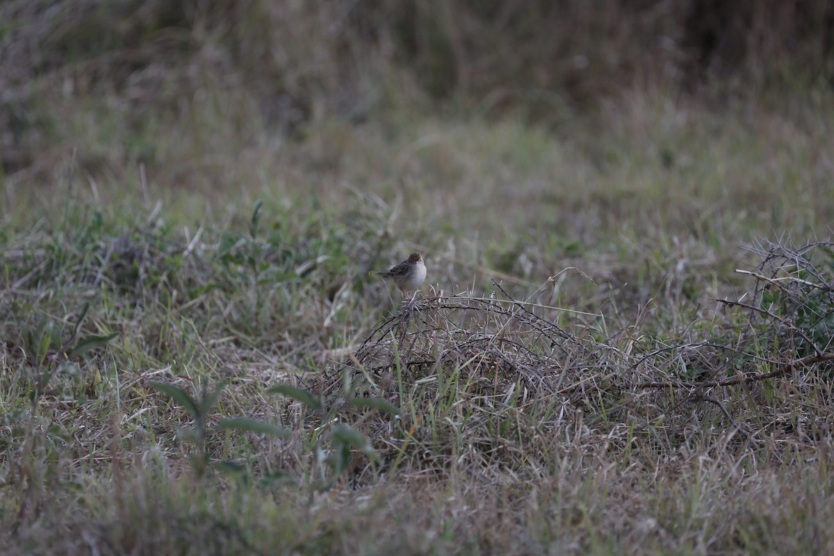 Stout Cisticola - ML111255371