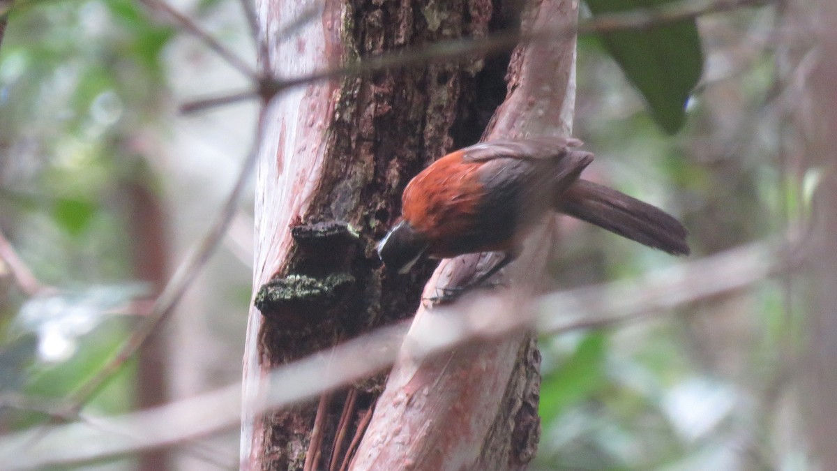 Sunda Scimitar-Babbler - ML111255451