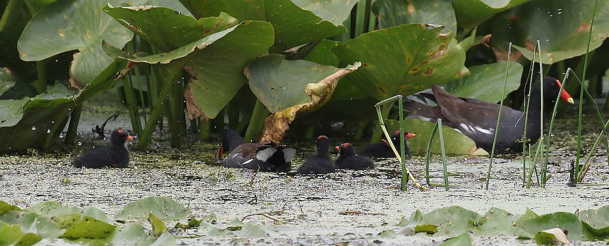 Gallinule d'Amérique - ML111255741