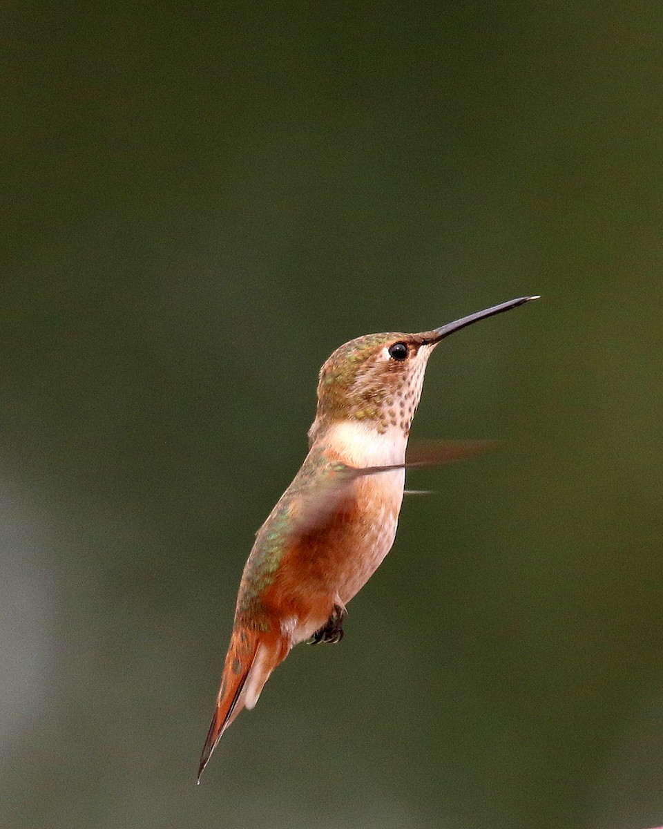 Rufous Hummingbird - David Lambeth