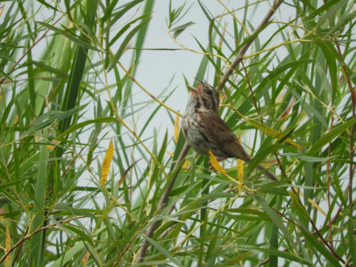 Song Sparrow - ML111258981