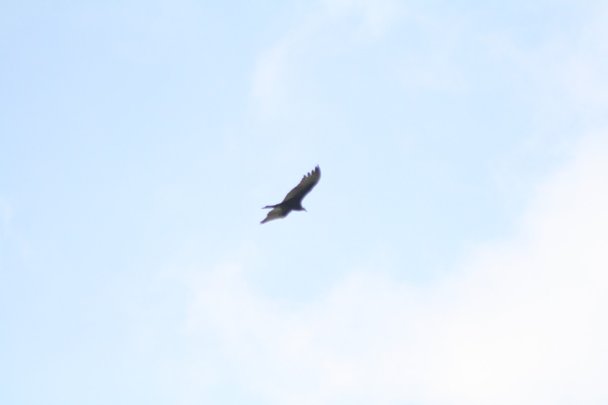 Turkey Vulture - ML111259251