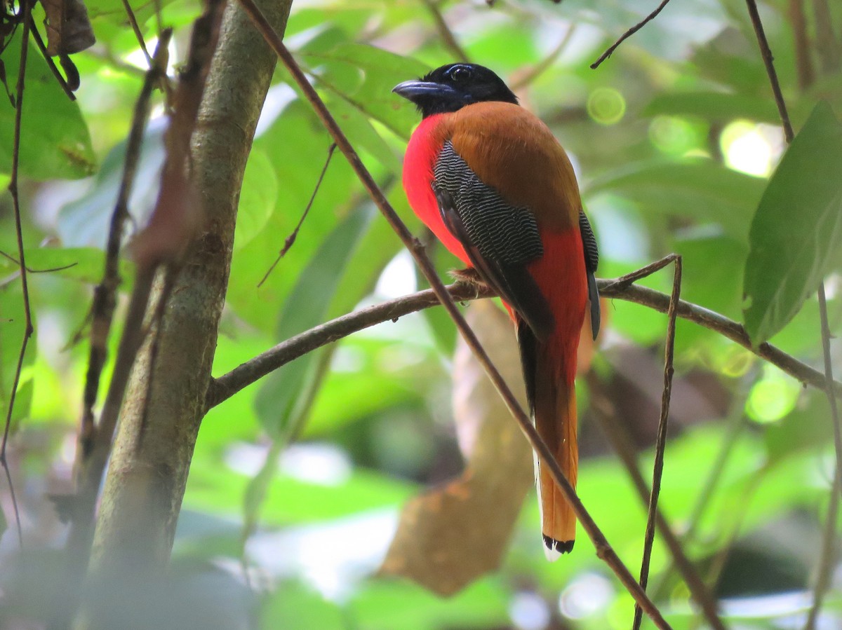 Scarlet-rumped Trogon - ML111259261