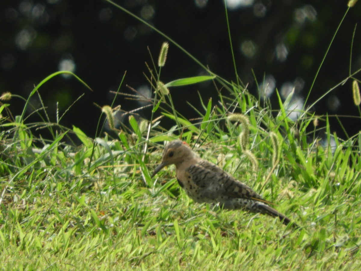 Northern Flicker - ML111259801