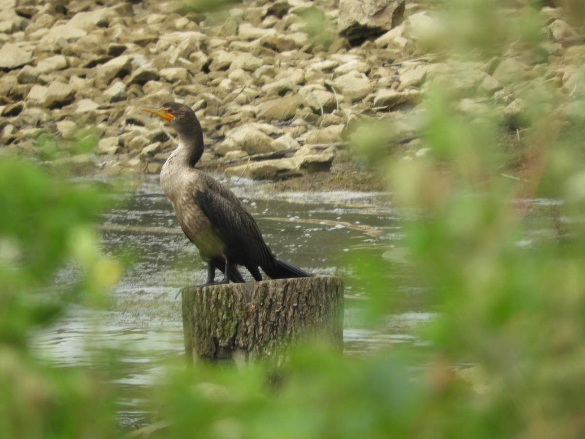 Double-crested Cormorant - ML111260031