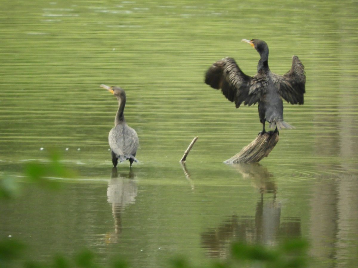 Double-crested Cormorant - ML111260081