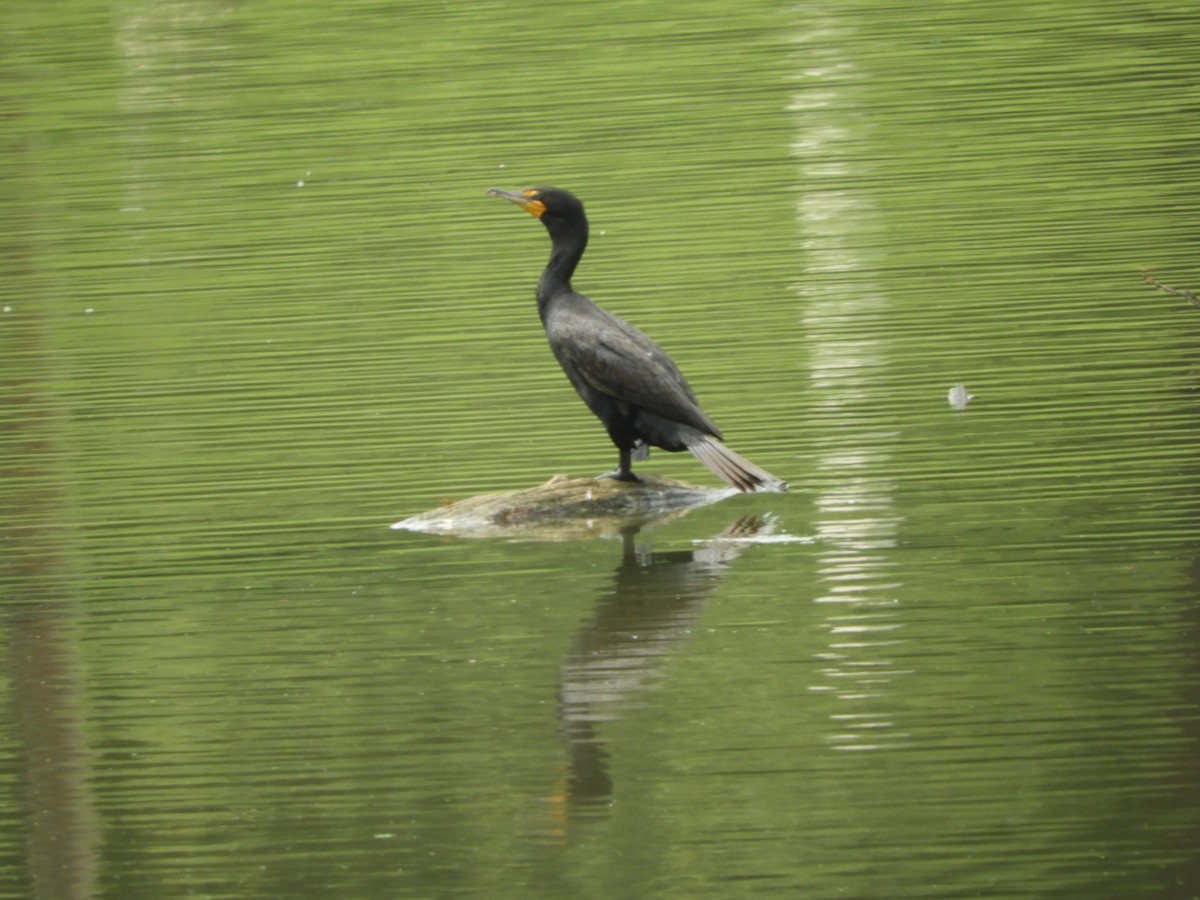 Double-crested Cormorant - ML111260251