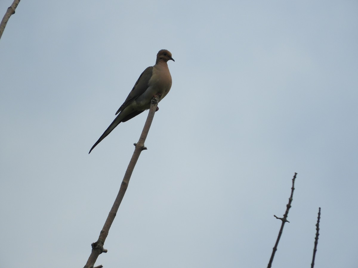 Mourning Dove - ML111260631