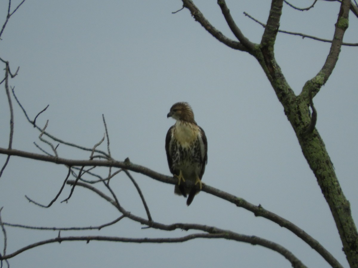 Red-tailed Hawk - ML111261211