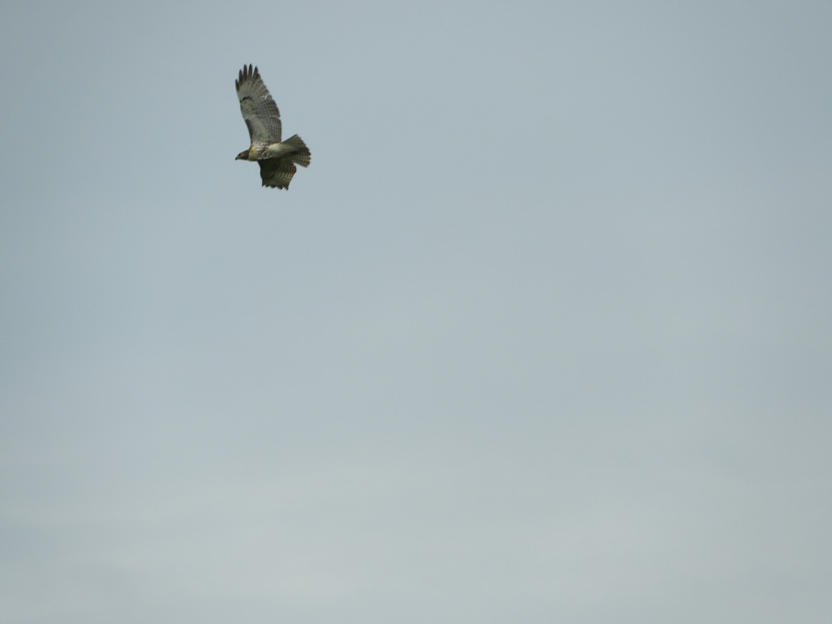 Red-tailed Hawk - ML111261261