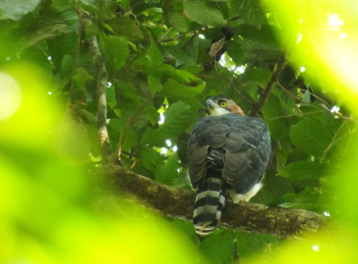 Ornate Hawk-Eagle - ML111261631