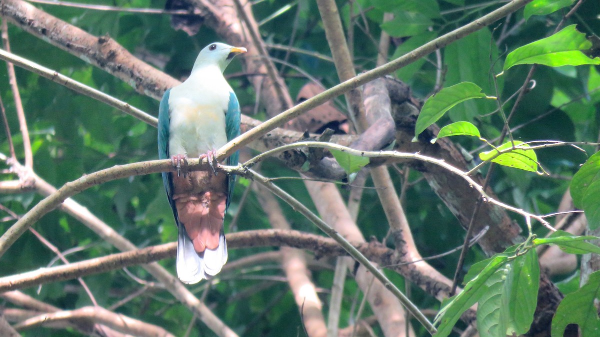 Maroon-chinned Fruit-Dove - ML111262811